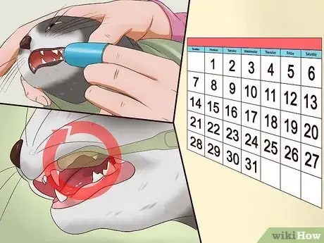 Image intitulée Clean a Cat's Teeth Step 10