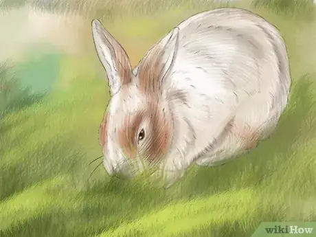 Image intitulée Prevent Dental Problems in Rabbits Step 6