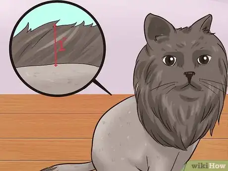 Image intitulée Shave a Cat Step 12