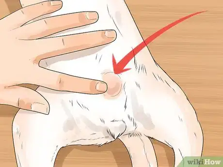 Image intitulée Care for Your Chihuahua Step 12