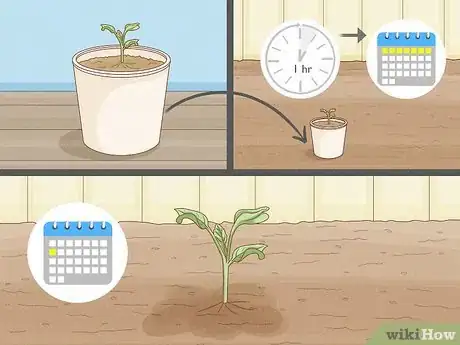Image intitulée Grow Cauliflower Step 6