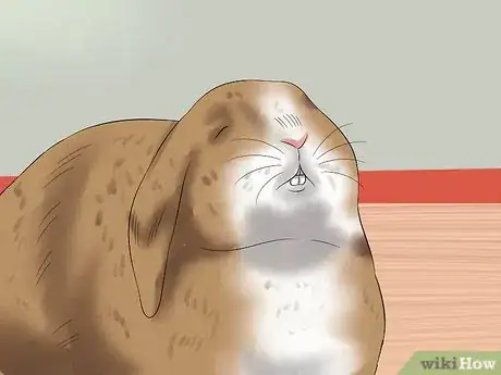 Image intitulée Treat Heat Stroke in Rabbits Step 11