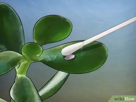 Image intitulée Grow a Jade Plant Step 13