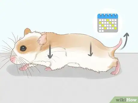 Image intitulée Breed Hamsters Step 6