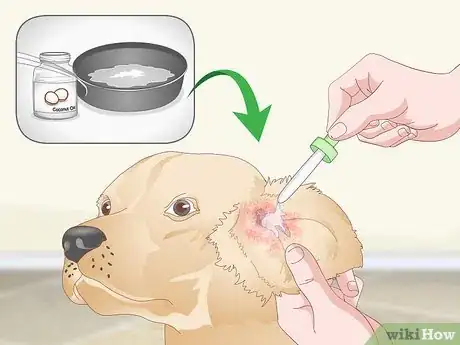 Image intitulée Treat Dog Ear Infections Naturally Step 2