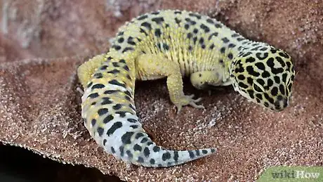 Image intitulée Care for a Leopard Gecko Step 18