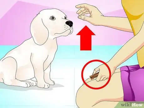 Image intitulée Teach Your Dog to Do a High Five Step 5