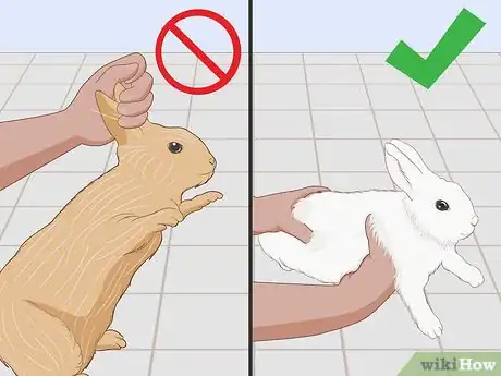 Image intitulée Care for an Injured Rabbit Step 17