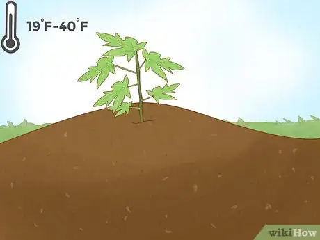 Image intitulée Grow Papaya Step 1