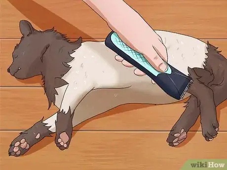 Image intitulée Shave a Cat Step 21