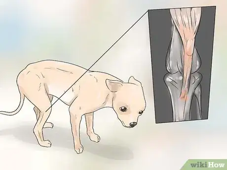 Image intitulée Care for Your Chihuahua Step 21