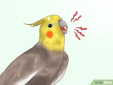 Image intitulée Tell if a Cockatiel Is Male or Female Step 7