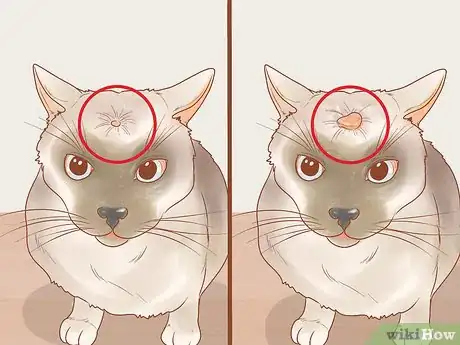 Image intitulée Recognize Skin Cancer in Cats Step 5