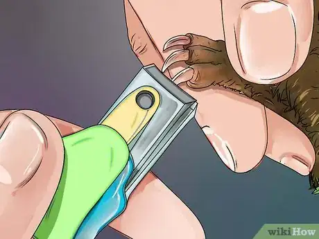Image intitulée Cut Guinea Pig Claws Step 14