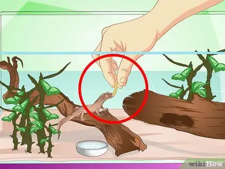 Image intitulée Catch a Common House Lizard and Keep It As a Pet Step 13