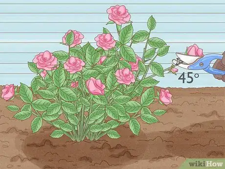 Image intitulée Save a Dying Rose Bush Step 7