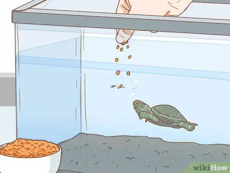 Image intitulée Care for Turtles Step 10