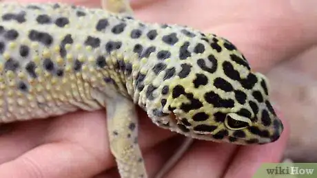 Image intitulée Care for a Leopard Gecko Step 15