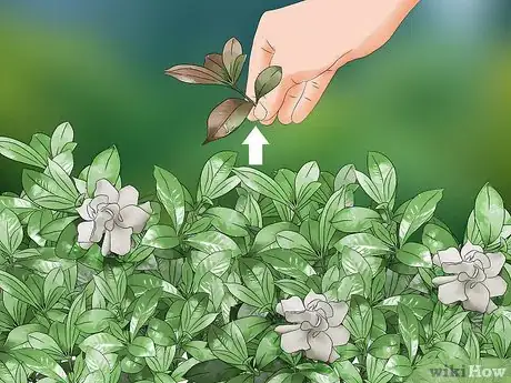Image intitulée Prune a Gardenia Bush Step 1