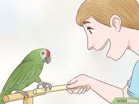 Image intitulée Train a Parrot Step 8