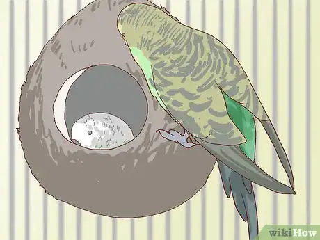 Image intitulée Breed Budgies Step 10