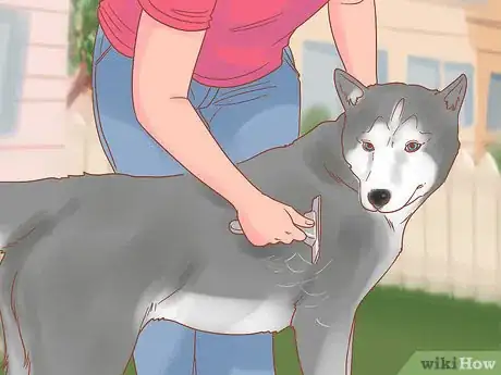 Image intitulée Care for a Husky Step 12