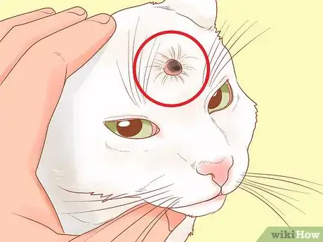 Image intitulée Recognize Skin Cancer in Cats Step 7