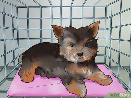 Image intitulée Train a Yorkie Step 7