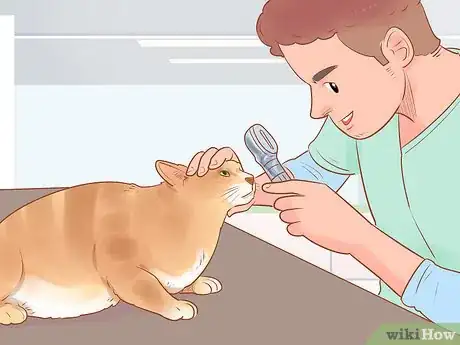 Image intitulée Know if Your Cat Is Sick Step 14