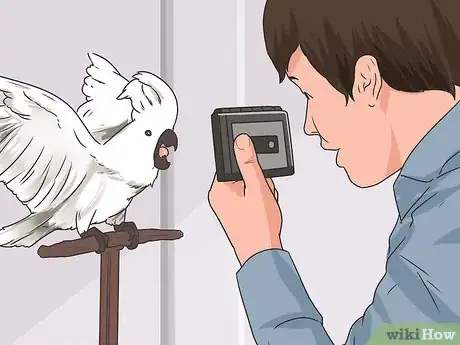 Image intitulée Teach Your Bird to Talk Step 10