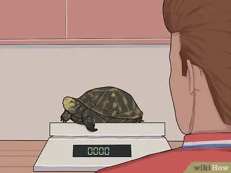 Image intitulée Care for a Hibernating Turtle Step 4
