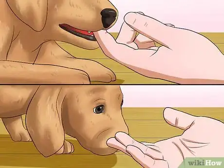 Image intitulée Get Your Puppy to Stop Biting Step 5
