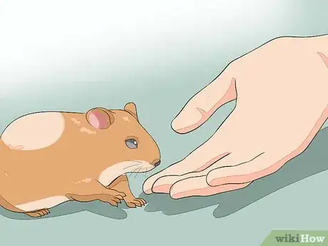 Image intitulée Hold a Hamster Step 2