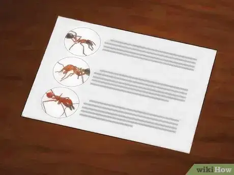 Image intitulée Identify Ants Step 10