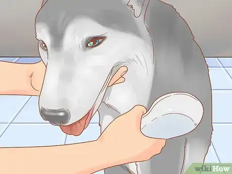 Image intitulée Care for a Husky Step 13