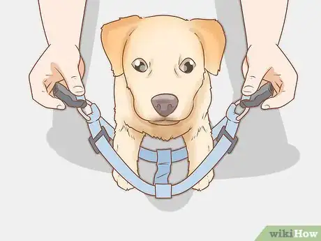 Image intitulée Put on a Dog Harness Step 4