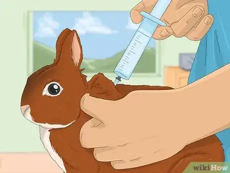 Image intitulée Treat Diarrhea in Rabbits Step 5