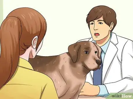 Image intitulée Determine if a Dog Is Dehydrated Step 5