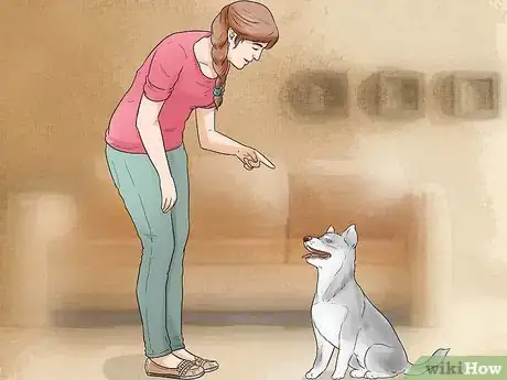 Image intitulée Train and Care for Your New Siberian Husky Puppy Step 8