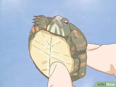 Image intitulée Care for Turtles Step 12
