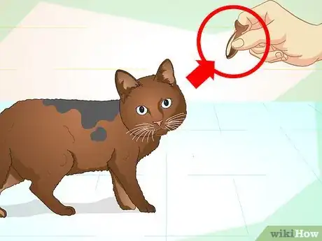 Image intitulée Teach Your Cat to Do Tricks Step 2