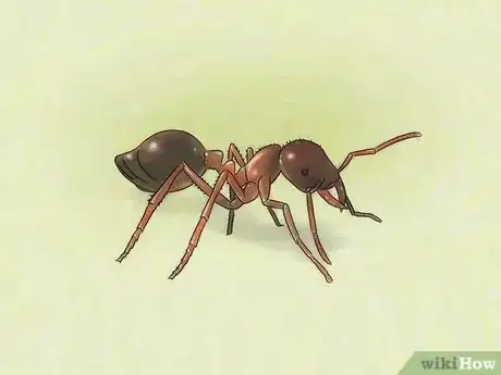 Image intitulée Identify Ants Step 17