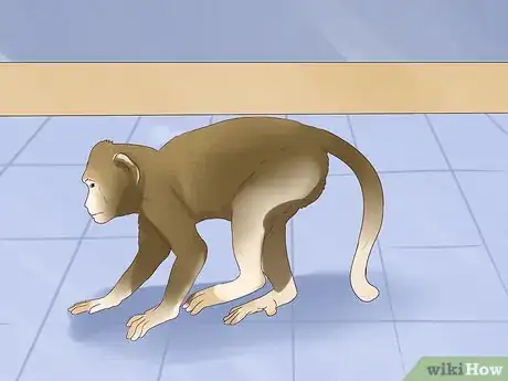 Image intitulée Take Care of a Monkey Step 7