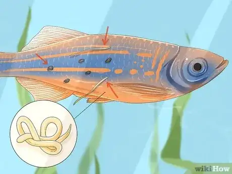 Image intitulée Treat Fungal Infections in Fish Step 10