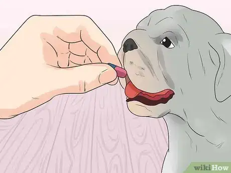 Image intitulée Treat Anemia in Dogs Step 15