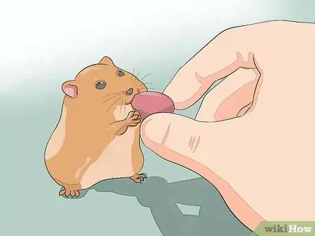 Image intitulée Hold a Hamster Step 10