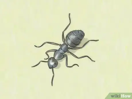 Image intitulée Identify Ants Step 14