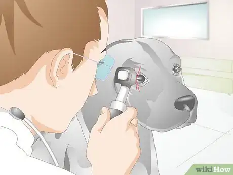 Image intitulée Treat Scratches on Your Dog's Eye Step 2