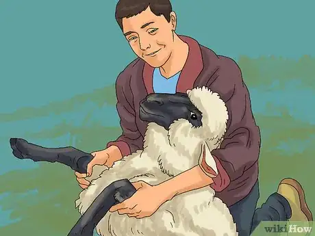 Image intitulée Care for Sheep Step 13