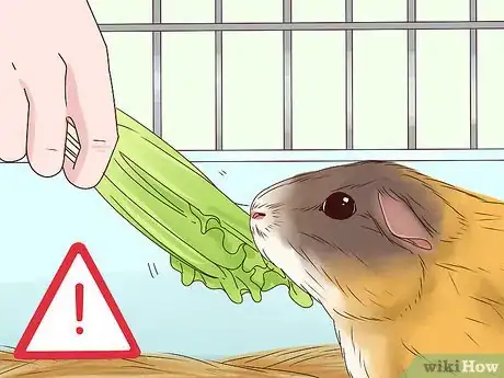 Image intitulée Feed a Guinea Pig Step 8